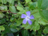 Dallas, Texas - Turtle Creek Park