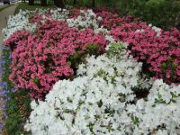 Dallas, Texas - Turtle Creek Park